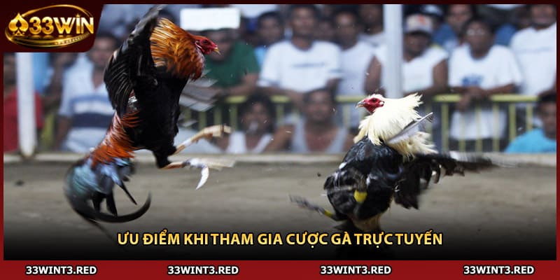 Ưu điểm khi tham gia cược gà trực tuyến